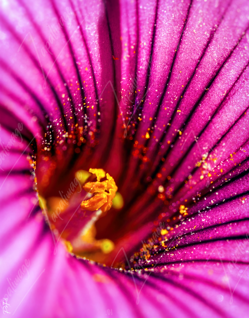 Cœur d'oxalis