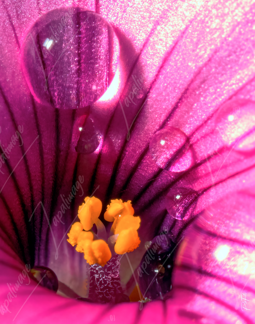 Oxalis et rosée
