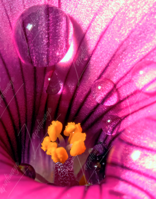 Oxalis et rosée