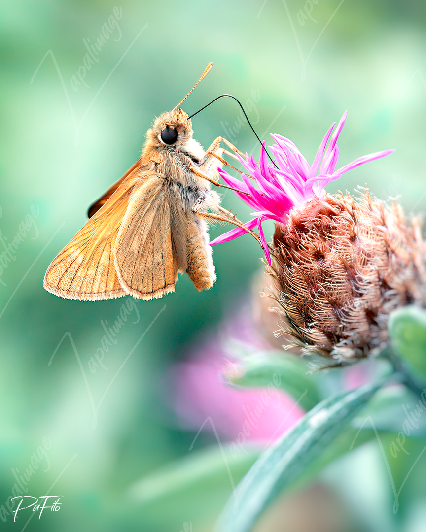 Sylvaine Butterfly