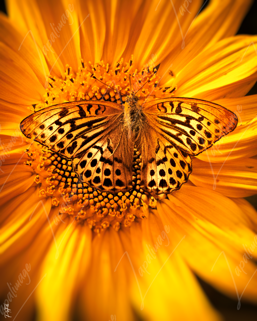 Papillon Léopard
