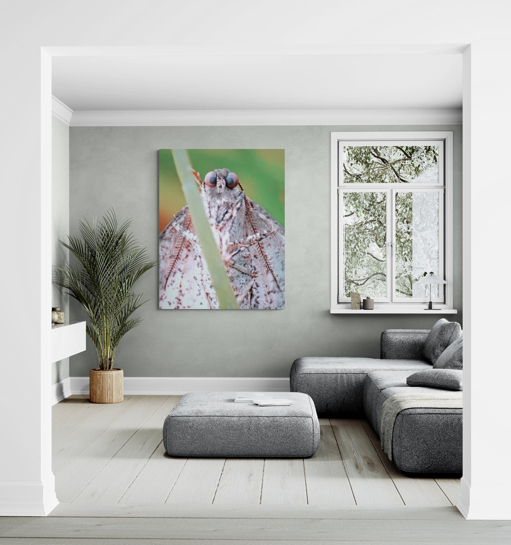 Le regard du papillon