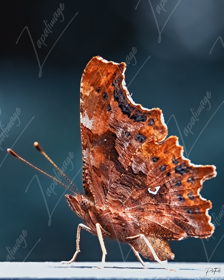 Papillon Robert-le-Diable