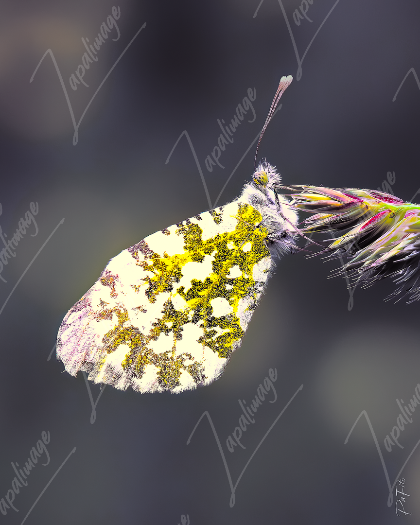 Papillon Aurore