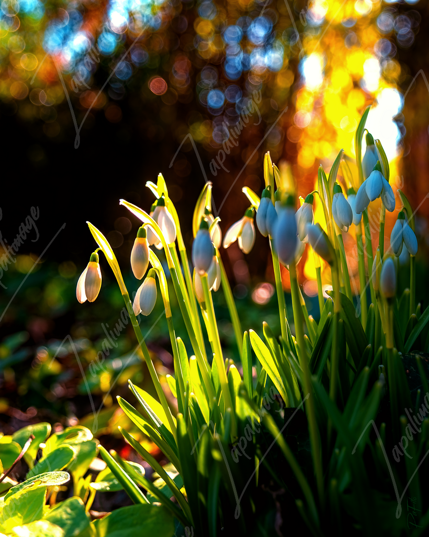 Perce-neige