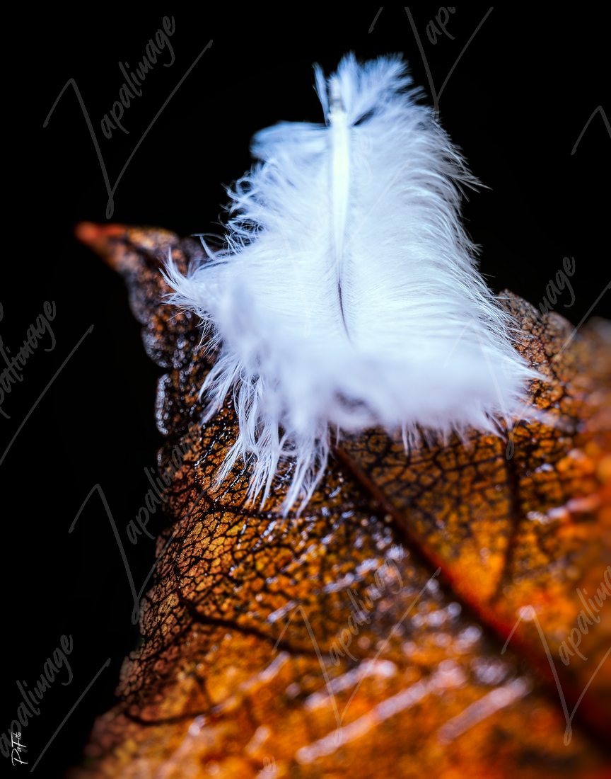 Plume posée sur une feuille morte