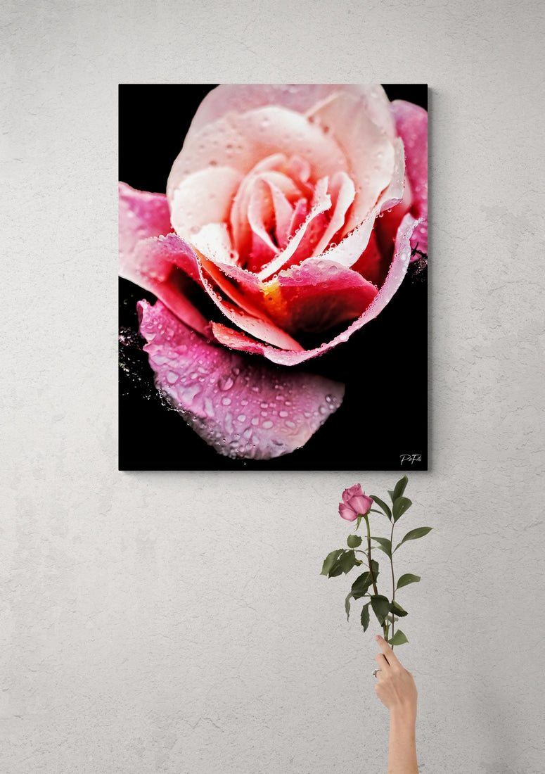 Rosa perlada