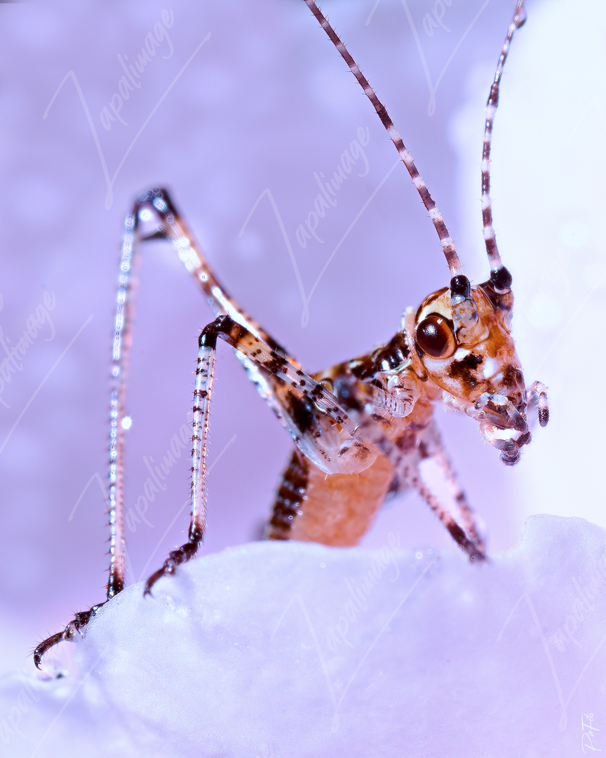 Grasshopper
