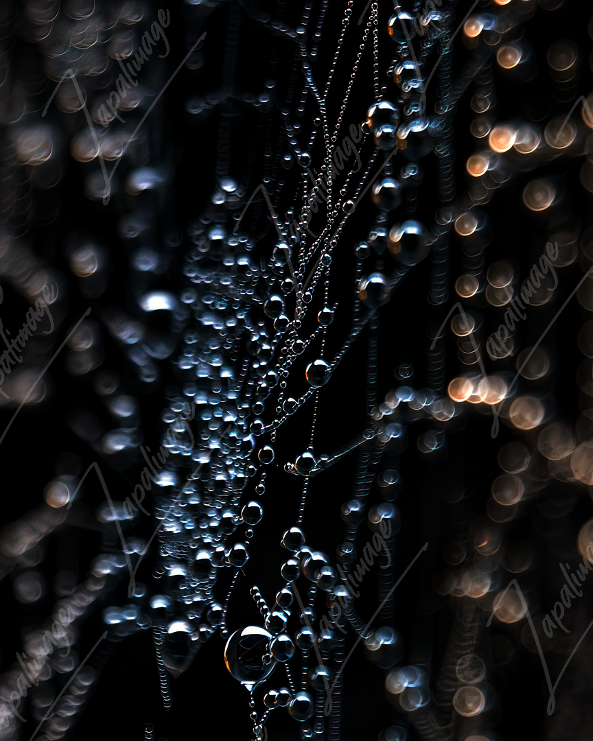 Telaraña