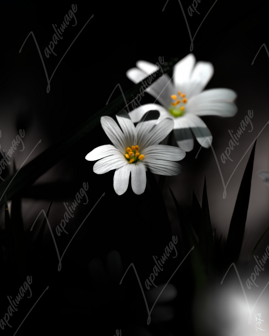 Stellaire holostée Noir et Blanc
