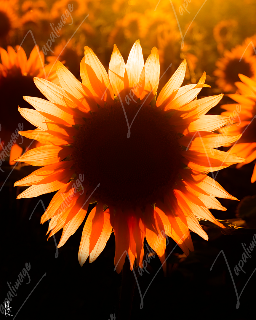 Tournesol