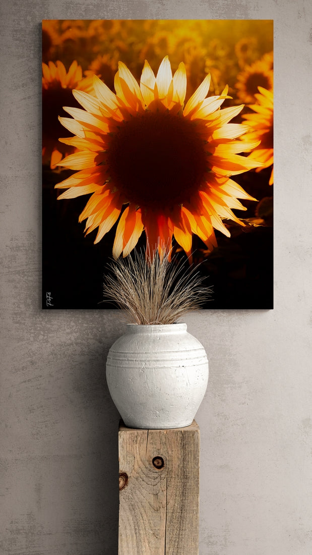 Tournesol