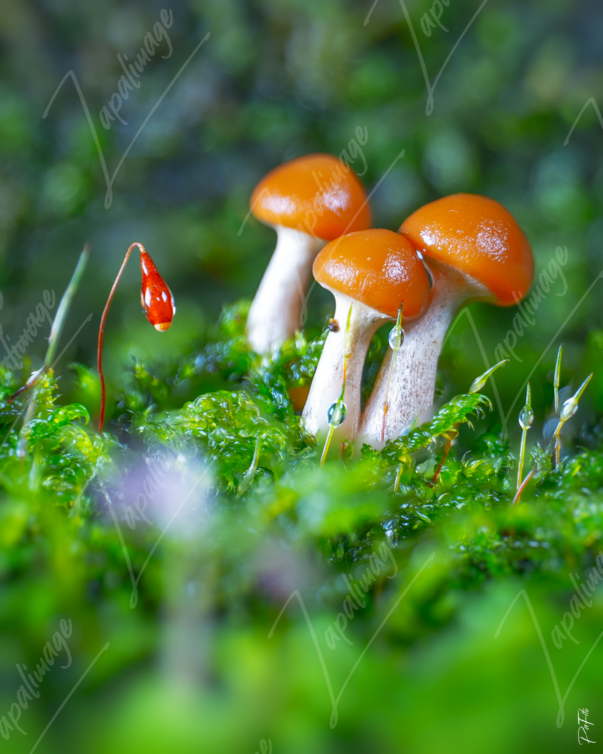 Trio of mushrooms