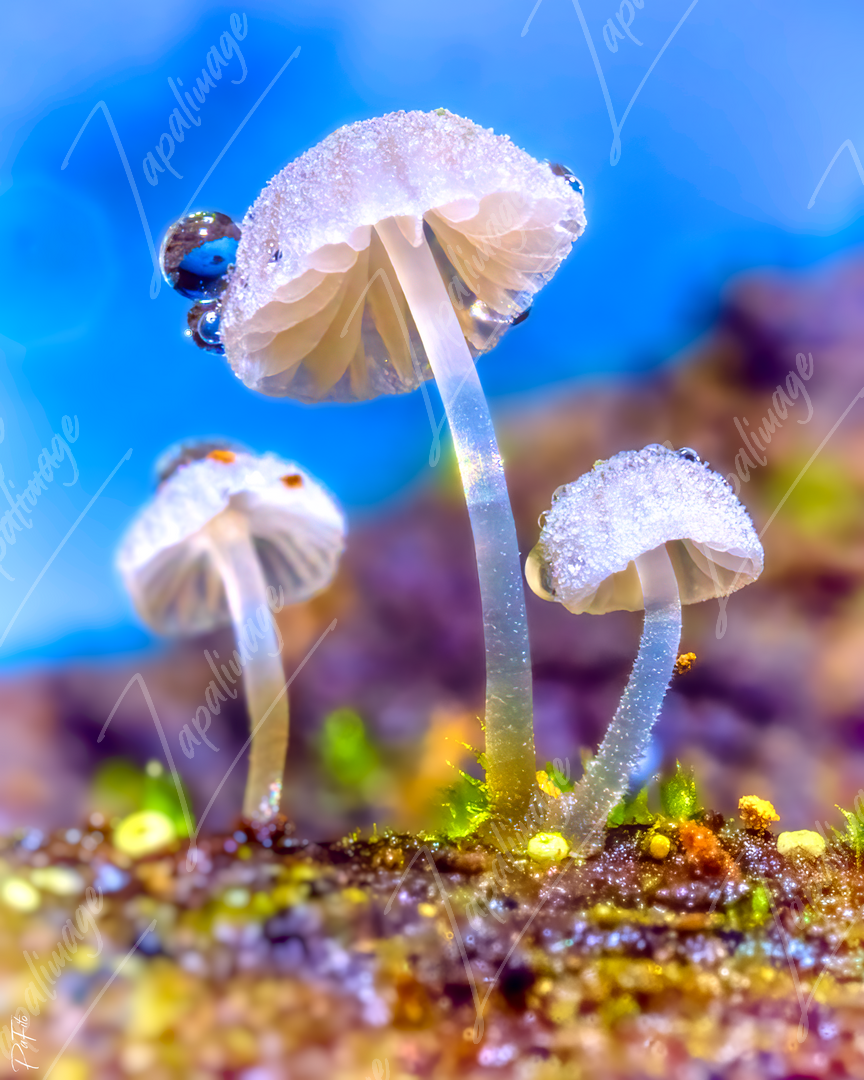Trois champignons sous la rosée
