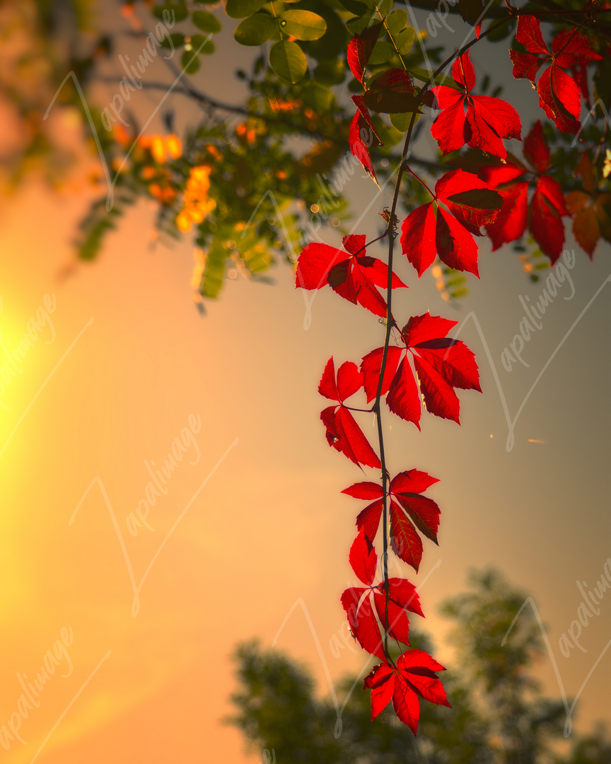 vigne vierge au coucher du soleil d'automneigne_vierge_au_coucher_du_soleil_d_automne