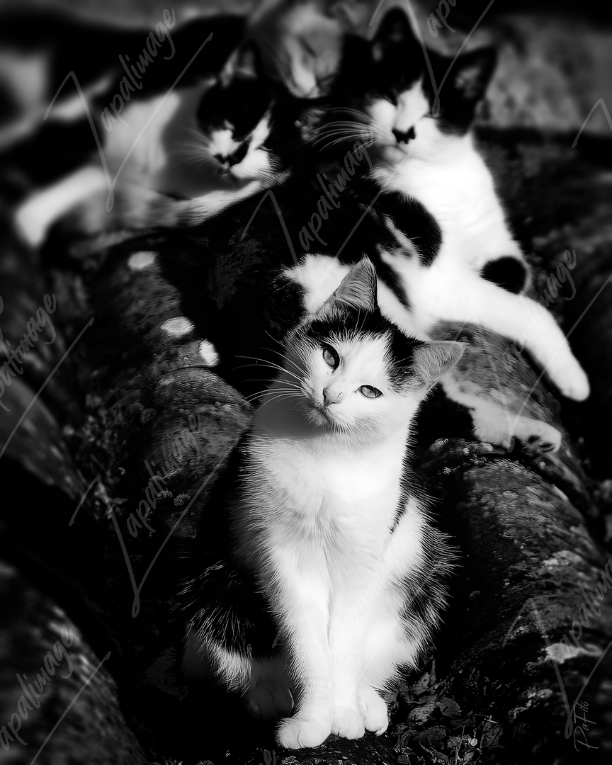 Chats sur le toit