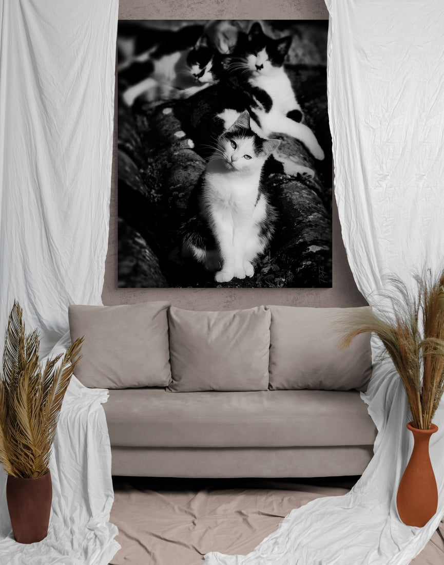 Chats sur le toit