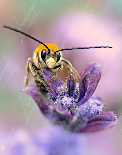 Abeille Eucère