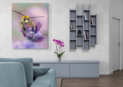 Abeille Eucère