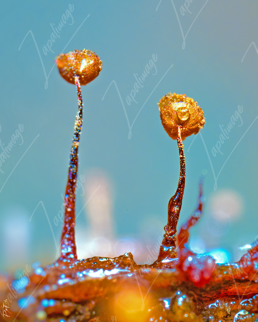 Myxomycètes dorés