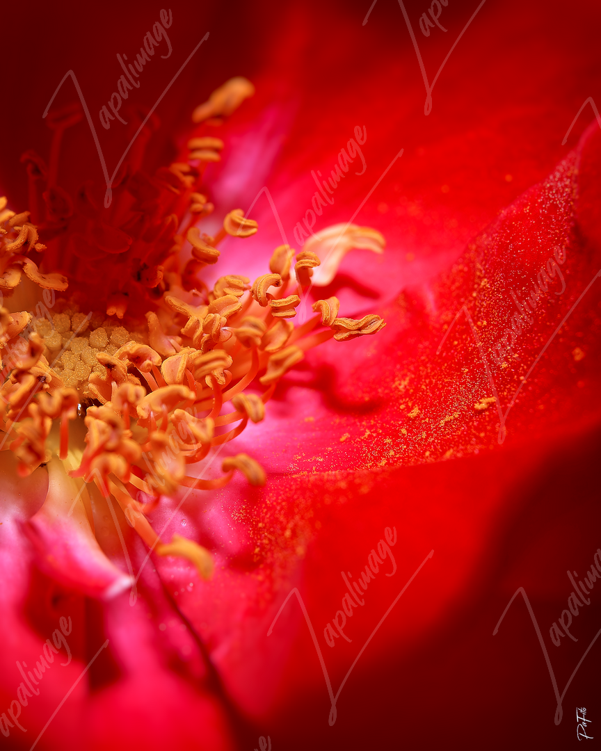 Heart of rose
