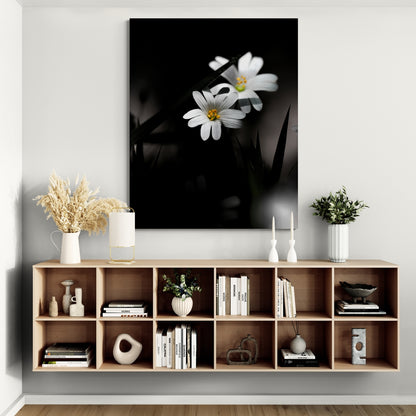 Stellaire holostée Noir et Blanc